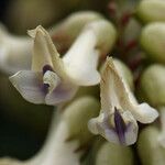 Astragalus miguelensis Kukka