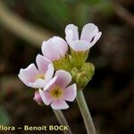 Androsace adfinis Blomma