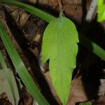 Clematis viorna Levél