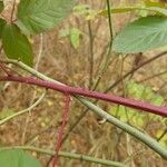 Rubus polonicus Bark