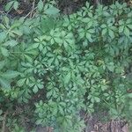 Eleutherococcus sieboldianus Leaf