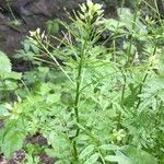 Cardamine impatiens 花