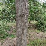 Acacia melanoxylon Bark