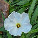 Ipomoea imperati Flower