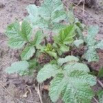 Brassica juncea Blatt