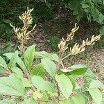 Syringa josikaea Fruit