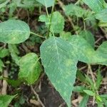 Circaea canadensis Yaprak