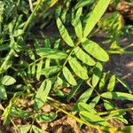 Tephrosia villosa Leaf