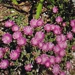 Drosanthemum hispidum 形態