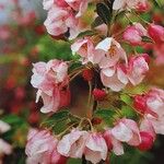 Malus ioensis Flower