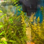 Elodea nuttallii Hoja