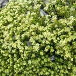 Galium megalospermum Flower