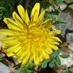 Taraxacum rubicundum Květ