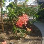 Hibiscus schizopetalus Flor