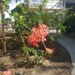 Hibiscus schizopetalus 花