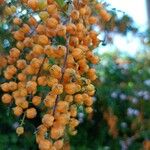 Duranta erecta Fruit