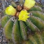 Parodia magnifica Кара