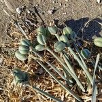 Pancratium maritimum Ovoce