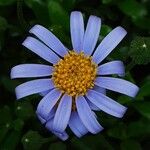 Felicia amelloides Flower