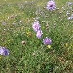 Scabiosa canescens फूल