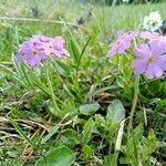 Primula farinosa Συνήθη χαρακτηριστικά