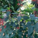 Aphelandra longiflora Агульны выгляд