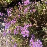 Ageratum houstonianumFlower