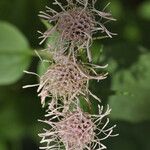 Brickellia cordifolia Цветок