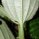 Aciotis rubricaulis Jani