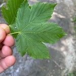 Acer pseudoplatanusЛіст