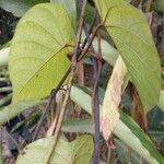 Ipomoea tiliacea Leaf