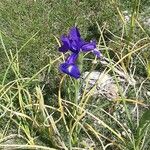 Iris latifolia花