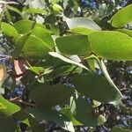Colophospermum mopane 叶
