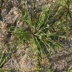 Schoenoplectiella supina Habit