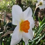 Narcissus tazetta फूल