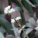 Crassula orbicularis Λουλούδι