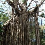 Ficus virens Habit