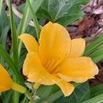 Hemerocallis minor Flors