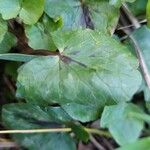 Ranunculus ficaria Hostoa