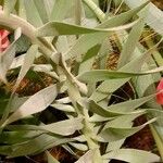 Fritillaria persica Blad