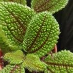 Pilea involucrata Ліст