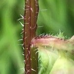 Campanula trachelium Bark