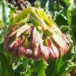 Culcitium serratifolium Flower