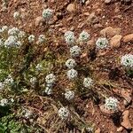 Lobularia maritimaLorea