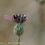 Volutaria tubuliflora Otro