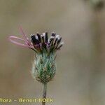 Volutaria tubuliflora Other