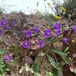 Campanula pelviformis Flor