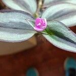 Tradescantia zebrina花