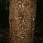 Lecythis idatimon Bark