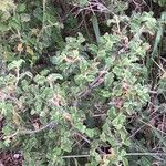 Phlomis lanata Leaf